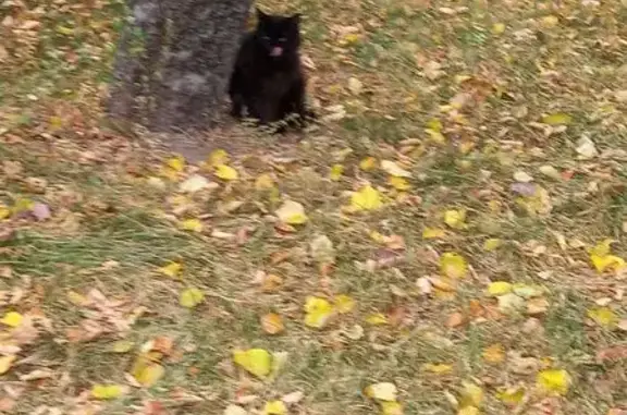 Найден черный кот, 2-я Владимирская 13Б