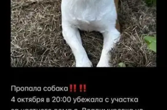 Пропала собака, Судское, Вологодская обл.