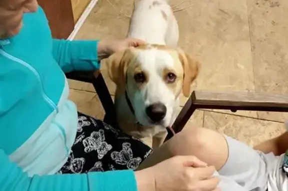 Пропала собака, Малиновая ул. 148, Елизаветинская