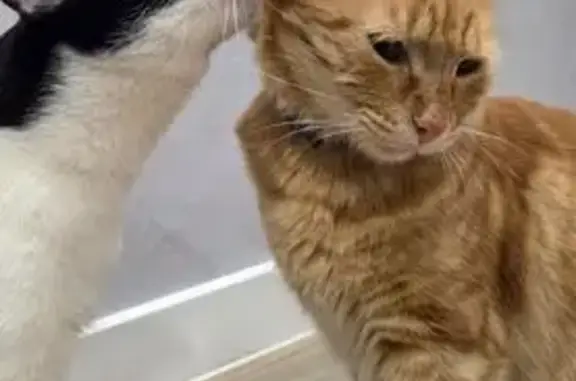 Кошки потеряшки, , фото: Потеряшка кошка, Дербентская ул., 13