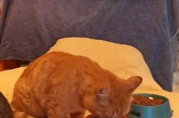 Пропала кошка, Стройная ул. 49А, Казань