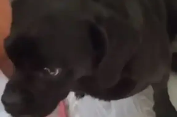 Найдена собака, Московская область, фото: Собака найдена на ж/д станции, МО