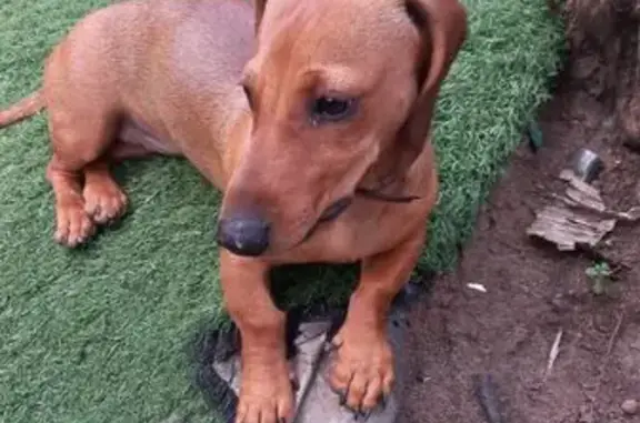 Пропала собака, 2-я Первомайская, Красково