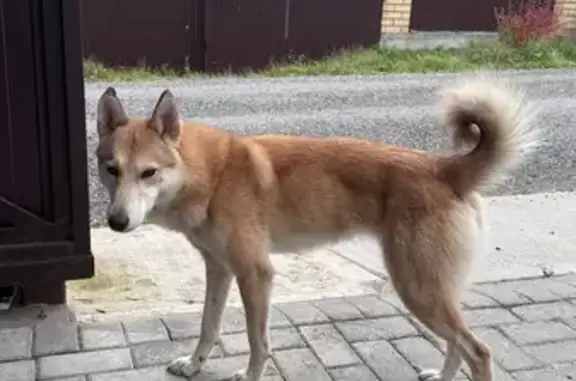 Найдена собака, Пермский край, фото: Найдена собака Лайка, Пермский край