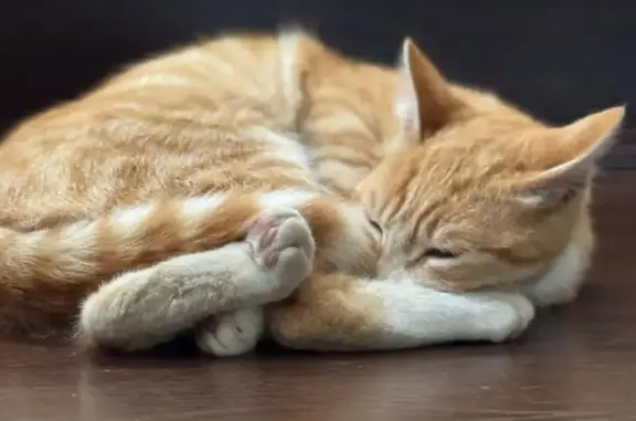 Найдена кошка, Ленинградская область, фото: Кошка найдена: Колтушское поселение