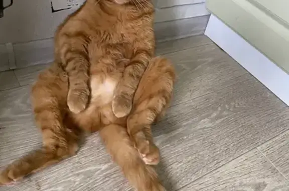 Пропала кошка на Офицерском переулке