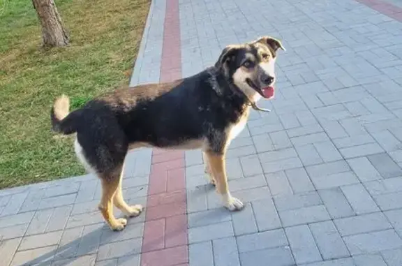 Найдена собака, Благовещенск, фото: Собака найдена у больницы, Воронкова 26