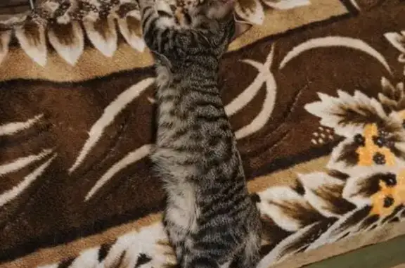 Кошки потеряшки, , фото: Потеряшка кошка, ул. 1-й Кузнечный Зарой 13/3