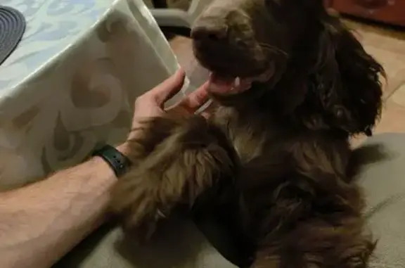 Собаки потеряшки, Некрасовский, фото: Потеряшка собака, 4 Некрасовский