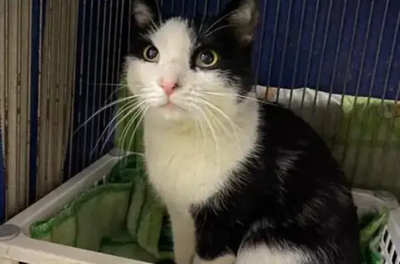 Найдена кошка, Новокузнецк, фото: Кошка найдена: Пионерский пр., 47, Новокузнецк