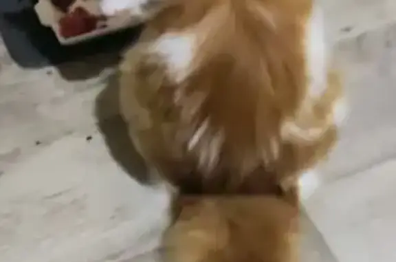 Кошки потеряшки, Семилуки, фото: Потеряшка кошка, ул. Щеголевой, 49