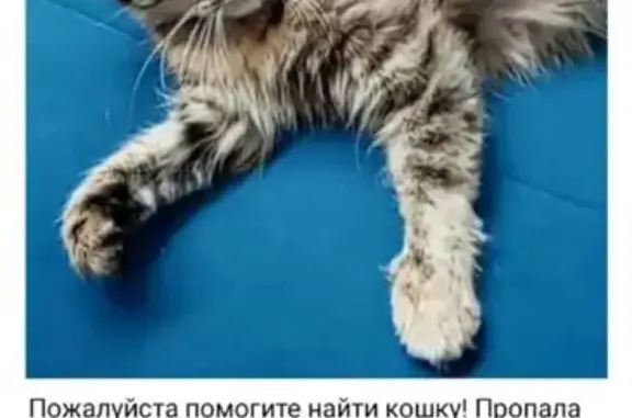 Пропала кошка, Надгорная ул., Павловск