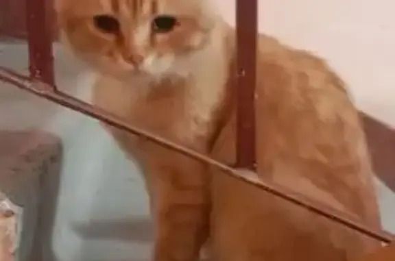 Кошки потеряшки, Строитель, фото: Потеряшка кот, найден на Жукова 15, Строитель