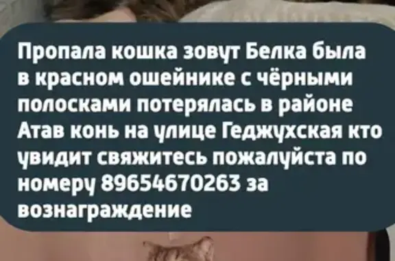 Кошки потеряшки, Махачкала, фото: Потеряшка кошка, Геджухская 7, Махачкала