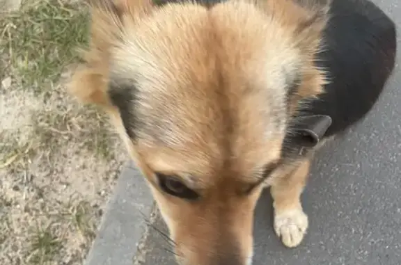 Найдена собака, Казань, фото: Собака найдена на ул. Гайнутдинова, 26