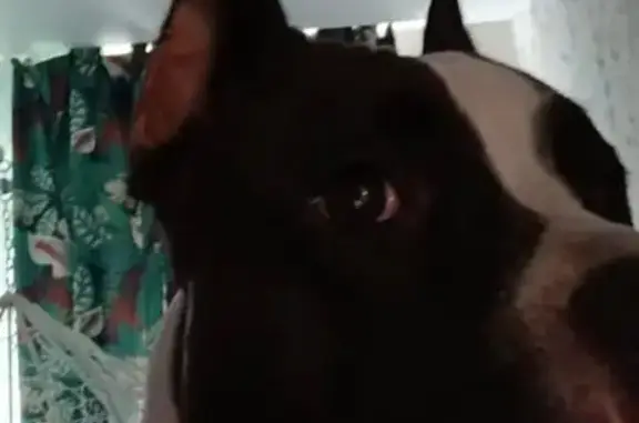 Пропала собака, Завалишина, Челябинск