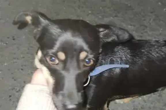 Найдена собака, Находка, фото: Собака найдена: Шоссейная ул, 183А, Находка