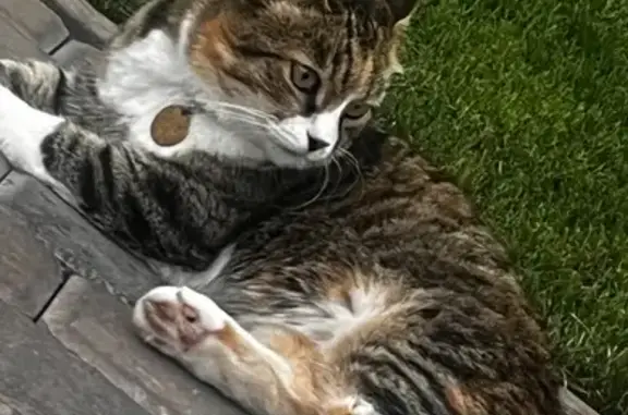 Пропала кошка, Южный тракт, Южный