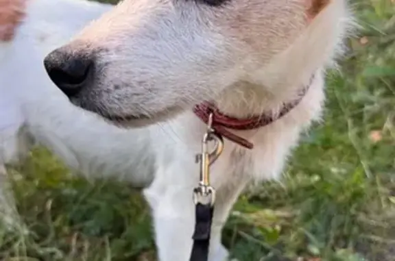 Собака найдена на ул. Кольцова, Ставрополь