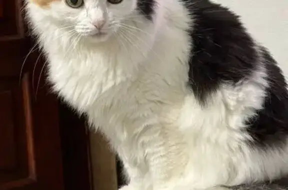 Кошки потеряшки, Саратов, фото: Потеряшка кошка, ул. Мира, 19, Саратов