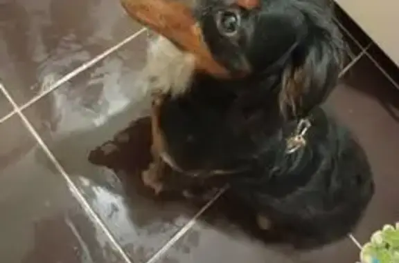 Найдена собака, Северная ул. 34, Вологда