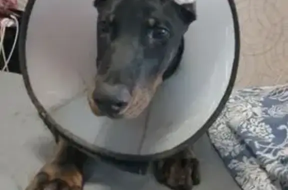 Пропала собака, Минское с/п, Кострома