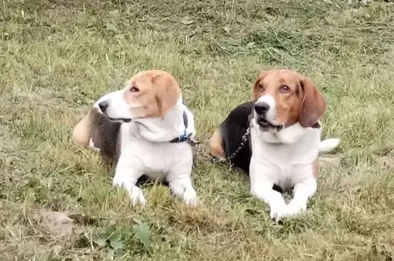 Пропала собака в Любанском поселении