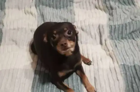 Собаки потеряшки, Старый Оскол, фото: Потеряшка собака, адрес: 11А, Старый Оскол