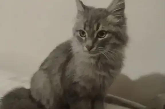 Найдена кошка, Новочеркасск, фото: Котёнок найден: Комсомольский пер., 14