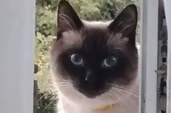 Кошки потеряшки, Химки, фото: Потеряшка кошка, Ленинский проспект, 8, Химки