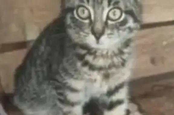 Кошки потеряшки, Владивосток, фото: Потеряшка кошка, 2-я Шоссейная, 60