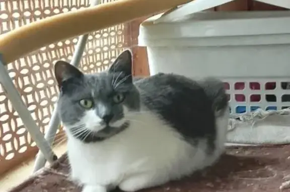 Пропала кошка, Абрамцевская ул., 22