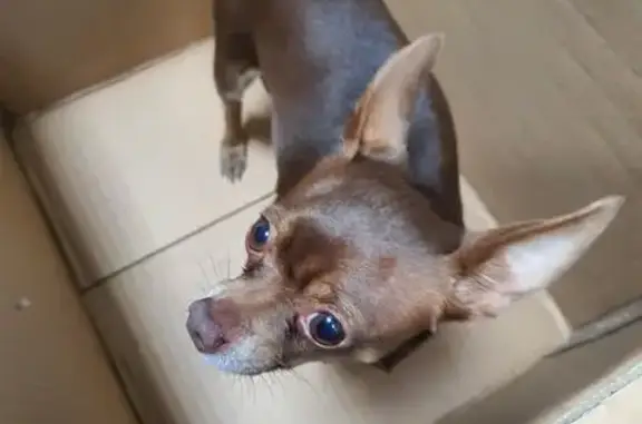 Собака найдена: Рабоче-Крестьянская 14