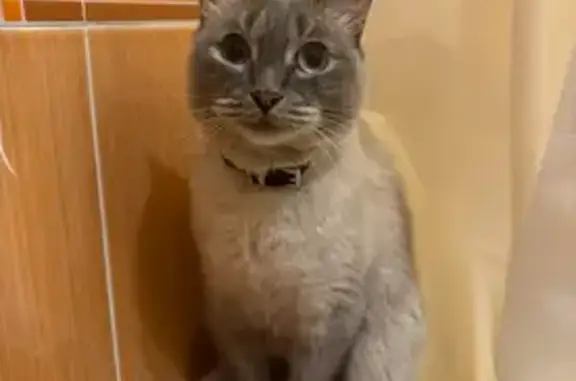 Пропала кошка, ул. Бойцов 9-й Дивизии, 191