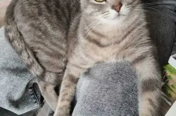 Пропала кошка, ул. Чехова 154А, Таганрог