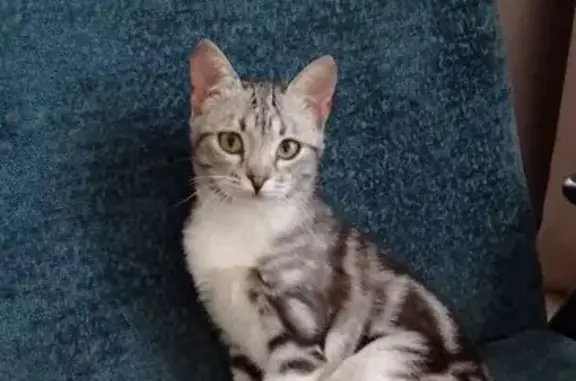 Кошки потеряшки, Кострома, фото: Потеряшка кошка, 3-й Водяной пер., 7, Кострома