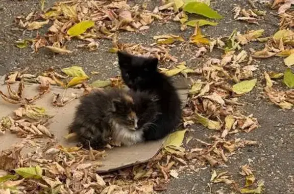 Кошка с котятами, ул. Бринского, НН