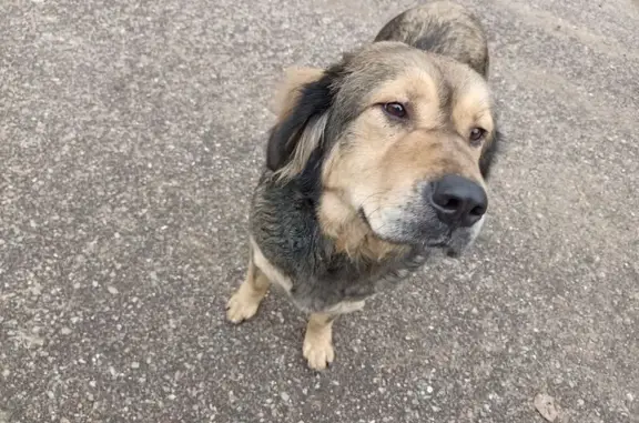 Найдена собака, , фото: Метис найдена у 46Н-03763, Выголь