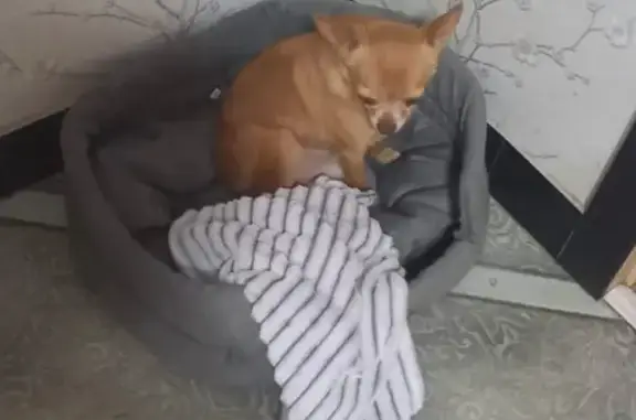 Пропала чихуахуа, Октябрьская ул., Будённовск