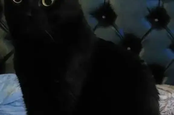 Пропала кошка, ул. Руднева, 3 к1, СПб