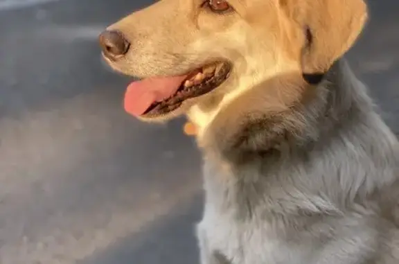 Собаки потеряшки, Екатеринбург, фото: Потеряшка собака на Гурзуфской, 23А, Екб