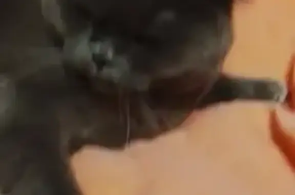 Пропала кошка, Вертлино, МО