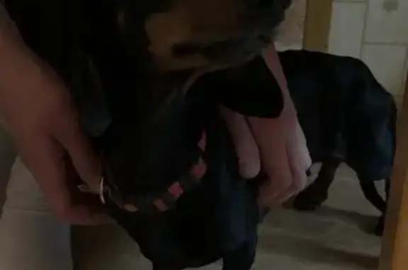 Найдена собака, Коряжма, фото: Найдена такса, Коряжма, Островского 47В