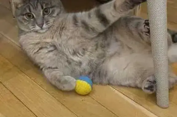 Пропала кошка, ул. Кирова, 21Б, Кратово