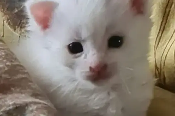 Найдена кошка, Кугеси, фото: Кошка найдена: Геологическая ул, 14, Кугеси