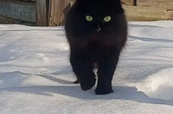 Кошки потеряшки, Брянская область, фото: Потеряшка кошка в Большом Полпино, Брянск