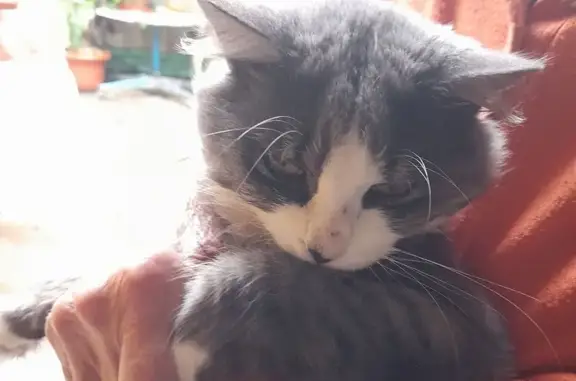 Найдена кошка, Ейск, фото: Кошка найдена, ул. Павлова 209, Ейск