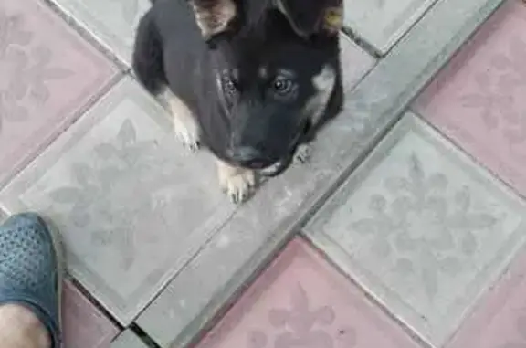 Пропала собака, ул. Свободный Сокол, Липецк