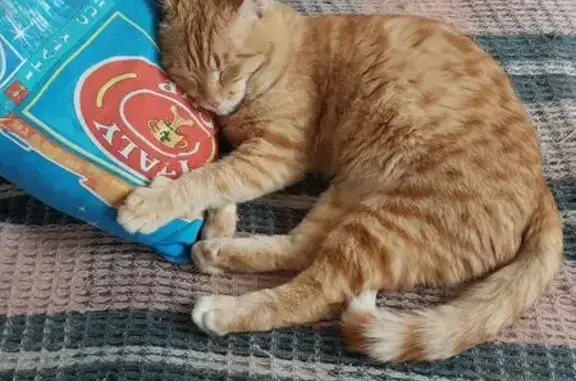 Пропала кошка, Ангарск, ул. 5