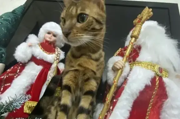 Пропала бенгальская кошка, Новороссийск